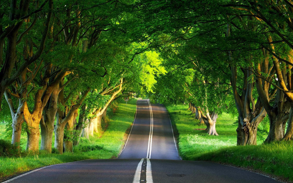 8771635-beautiful-nature-road-7835